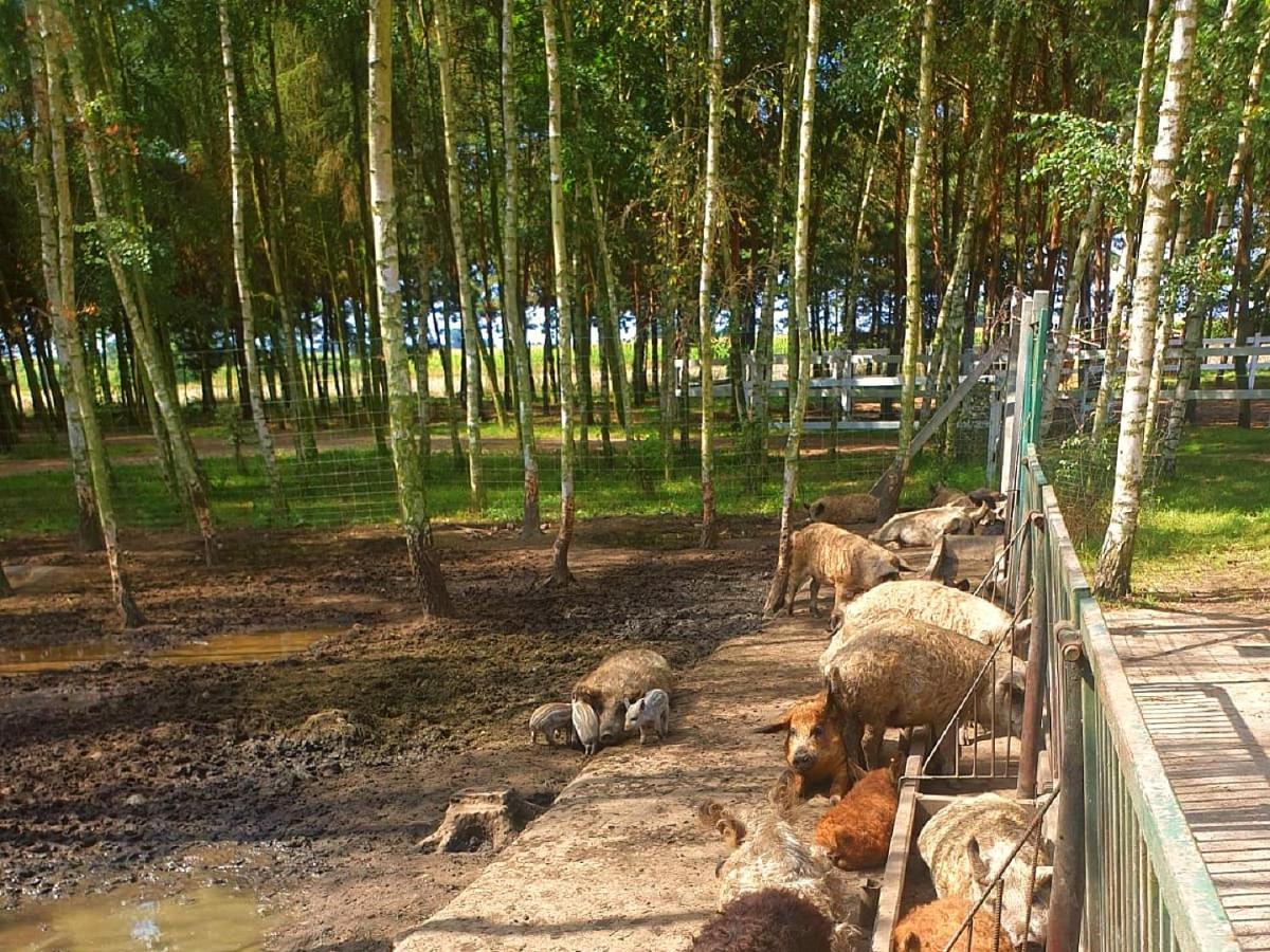 Osrodek Agroturystyczny Zacisze Villa Giewartów Kültér fotó